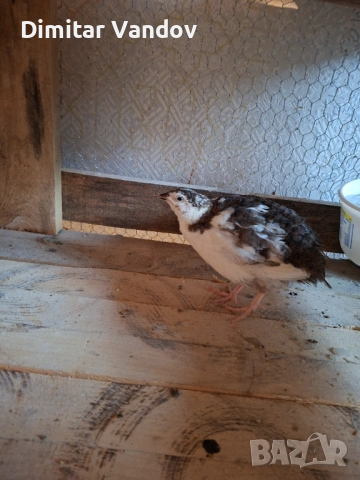 Продавам мъжки пъдпъдъци, снимка 2 - Кокошки и пуйки - 53256439