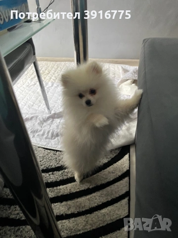 Померан 4-месеца, снимка 2 - Померан - 53490971