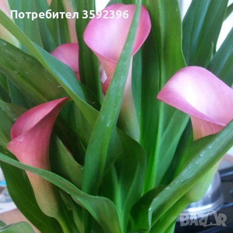 Комплект от 2 броя Кала градинска за 10 лева- розова лилава,сега цъфти, снимка 1 - Градински цветя и растения - 41957852