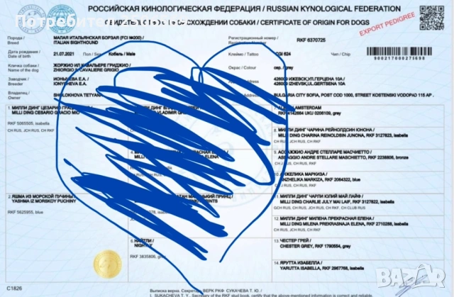 Продавам кученца италианска хрътка, снимка 17 - Хрътка - 53012848