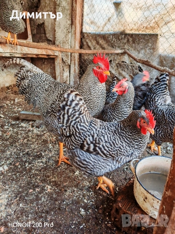 Разплодни яйца от Амрок, снимка 7 - Кокошки и пуйки - 52615792