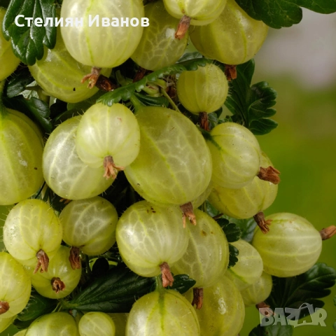 Цариградско грозде (Ribes uva-crispa) - жълто, снимка 5 - Градински цветя и растения - 52354391