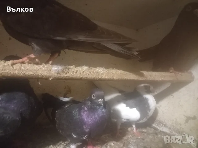 домашни гълъби.., снимка 4 - Гълъби - 56137293