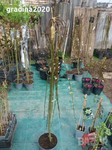    Плачеща върба (Salix caprea 'Kilmarnock'), снимка 9 - Разсади - 35828345