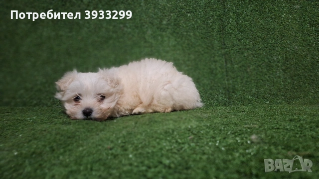 Малтийска болонка мини момиче, снимка 3 - Болонка - 53116936