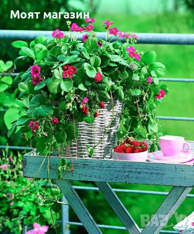 Ягода - Тоскана