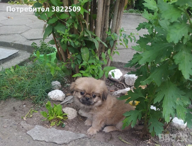 продавам пекинез , снимка 1