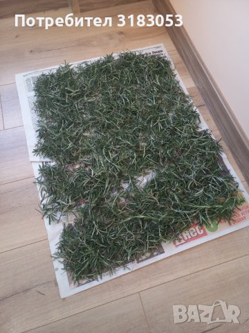 Пресен розмарин, пращам по Еконт, снимка 1