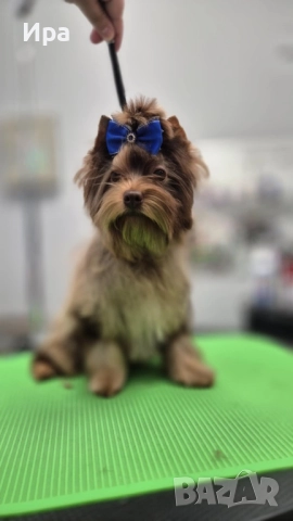 Момче, шоко мерле 