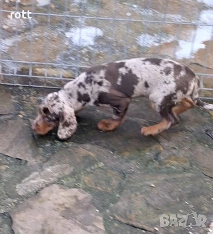 Дакел, снимка 2 - Дакели - 53457016