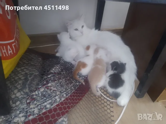 Котенца на 2,5 месеца, снимка 3 - За котки - 56142437