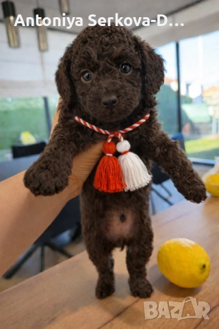 Poodle mini/Пудел мини, снимка 10 - Пудели - 53672823