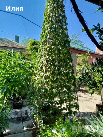 Бреза на формировка пирамида , снимка 9 - Градински цветя и растения - 51471282