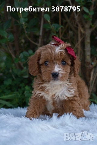 Кавапу момчета, снимка 1