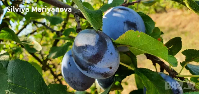 Продавам сини сливи, снимка 3 - Домашни продукти - 55975928