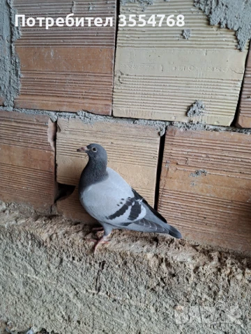 Продавам спортни гълъби , снимка 12 - Гълъби - 50497845