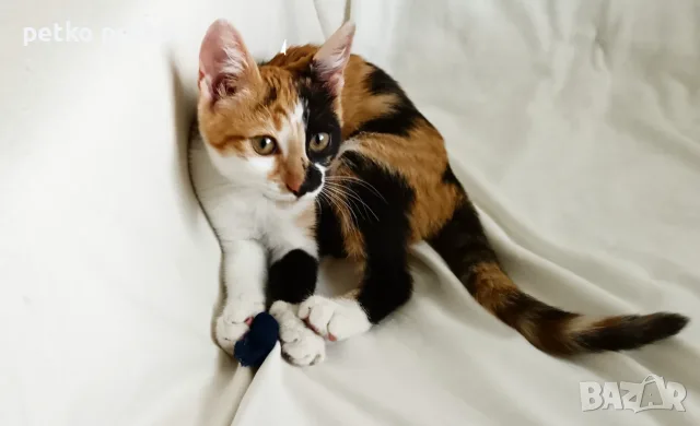 Подарявам малко котенце/ Kleine Katze zu verschenken, снимка 7 - Други - 55829031