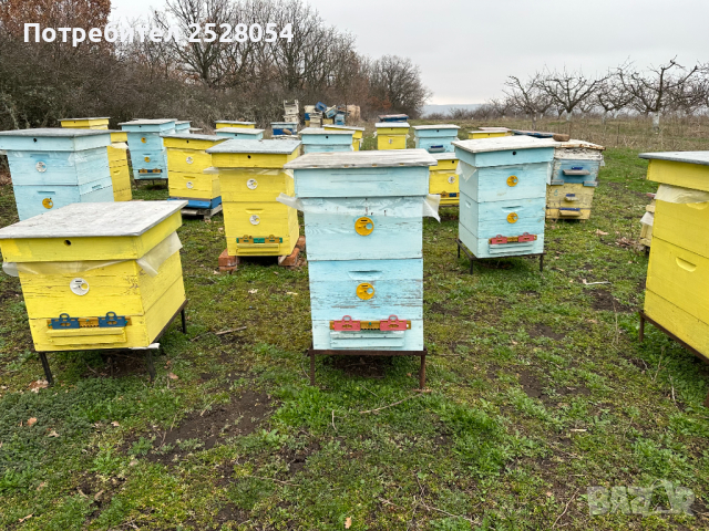 Продавам пчелни семейства с многокорпусен кошери, снимка 7 - За пчели - 44828345