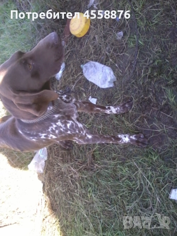 подарявам драдхар, снимка 3 - Дратхаар - 52387966