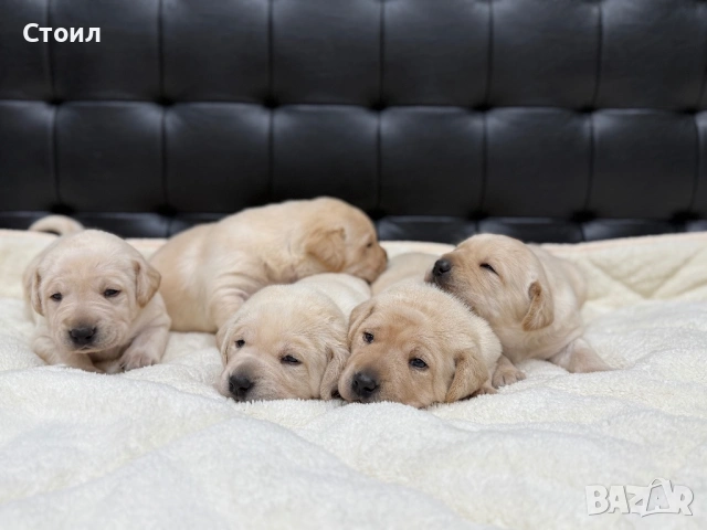 Чистокръвни Лабрадор Ретривър:, снимка 8 - Лабрадор ретривър - 53164804