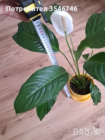 Спатифилиум 