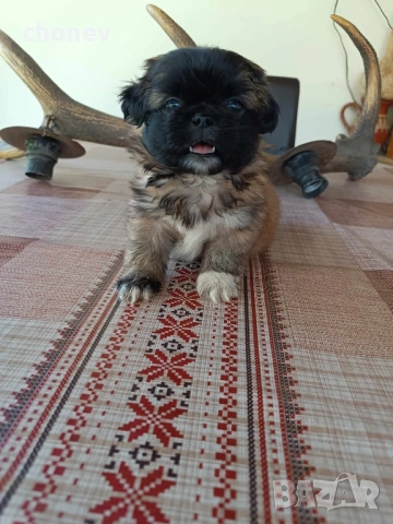 пекинез бебета малки, снимка 5 - Пекинез - 52072180