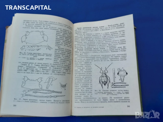 Болести и неприятели по овощните култури , снимка 7 - Други - 51338193