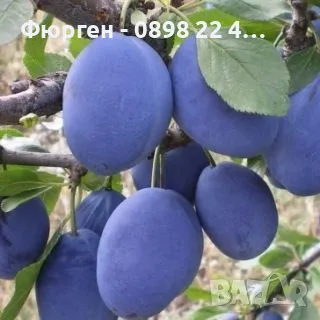 Мини Дръвчета Облагородени и Студоустойчиви, снимка 7 - Разсади - 49334670