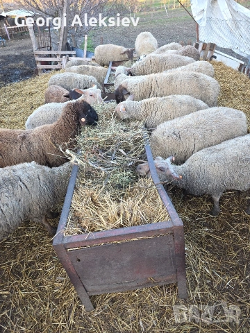 Овце от месодайни породи, снимка 5 - Овце - 53749231
