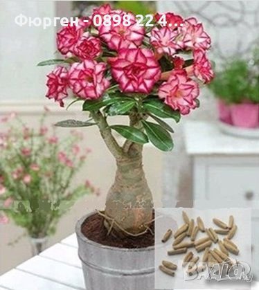 Промоция !!! ПУСТИННА РОЗА Подходящ за Бонсаи, снимка 6 - Градински цветя и растения - 42098973
