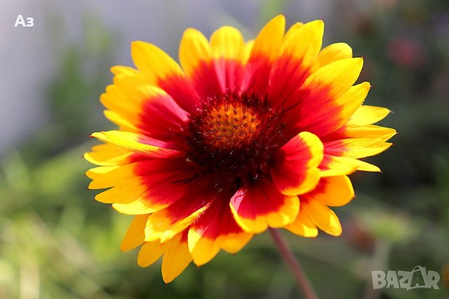 Продавам цветя Гайлардия – разсад за пролетно засаждане в градината, различни цветове, снимка 18 - Разсади - 30273860