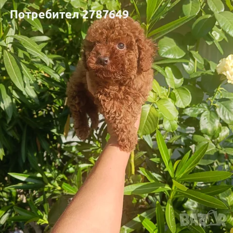 Той пудел(Toi рudel)момиче, снимка 2 - Пудели - 56149219