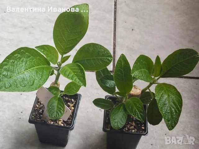 комплект 3 бр ангелски тромпет , снимка 12 - Стайни растения - 52983131