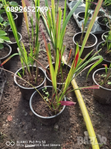 Imperata cylindrica. Декоративна трева. 