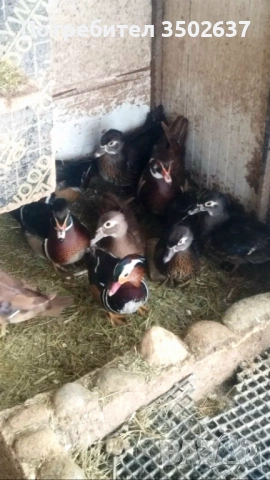 Патета Каролинки и Мандаринки