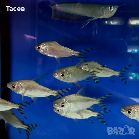 Семапрочилодус 10см, снимка 1