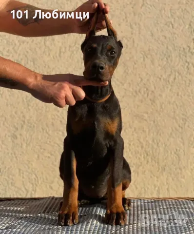 Добермани с родословие, снимка 5 - Доберман - 47454858