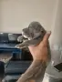 Топ Американско були покет American bully , снимка 6