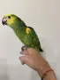Ръчно хранена Синьочела Амазона, снимка 3
