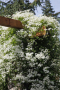 Жасмин, Trachelospermum Jasminoides, вечнозелен, студоустойчив, снимка 1 - Градински цветя и растения - 44919994