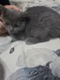Чистокръвно британско коте, снимка 4