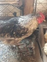 Продавам 2 млади едри петли на по 8-9 месеца, домашно свободно гледани, снимка 2
