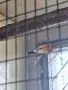 Масова разпродажба на розели,планински и малък александър , снимка 6
