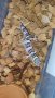 Продавам гекон мъжки, снимка 1 - Гекон - 44215921