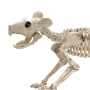 Halloween / Хелоуин реалистичен скелет на мишка – декорация 20см_1207607, снимка 2