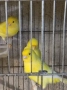 продавам цветни канари Жълти Червени Глостери и Венецуелски Скатии , снимка 8