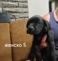 Кане Корсо кученца , снимка 10