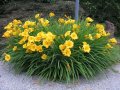 Цветя Хемерокалис – разсад за пролетно засаждане, снимка 8