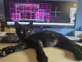 Мъжко черно коте търси любящ дом, снимка 1