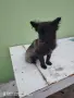 померан шпиц немски  , снимка 8